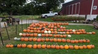 Pumpkins on the yard